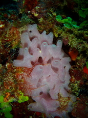 Calcarea