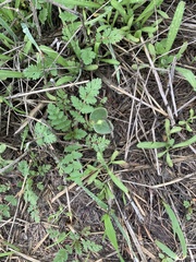 Lupinus microcarpus