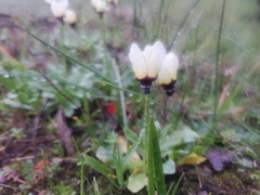 Primula clevelandii