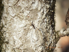 Allocapnia vivipara