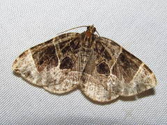 Gandaritis atricolorata