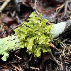 Tuckermanopsis orbata
