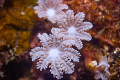 Clavularia