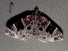 Gandaritis atricolorata