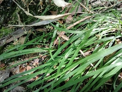 Arthropodium candidum