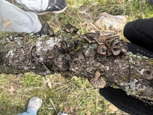 iNaturalist observation photo of Smoked Oysterling