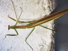 Tenodera costalis