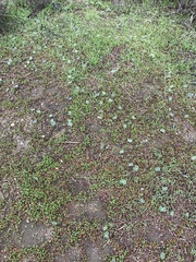 Lupinus microcarpus