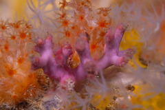 Sporadotrema