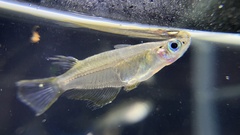 Oryzias javanicus