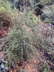 Ceanothus papillosus