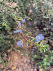 Ceanothus papillosus