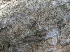 Allocapnia vivipara