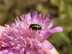 Cryptocephalus sericeus