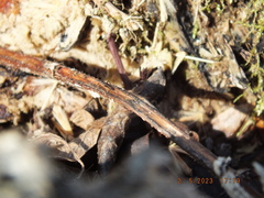 Allocapnia vivipara