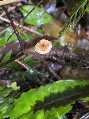 Crinipellis procera