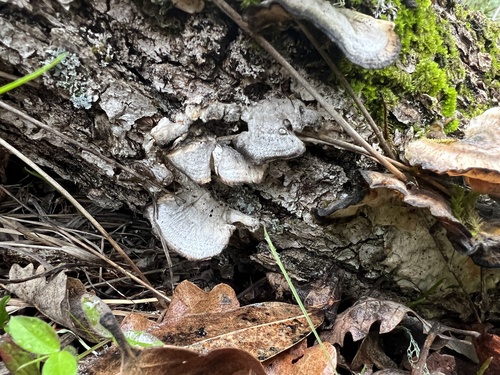 iNaturalist observation photo of Smoky polypore