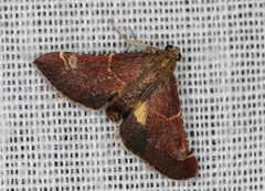 Persicoptera aglaopa