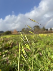 Avena barbata