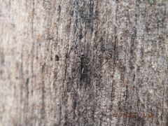 Allocapnia vivipara