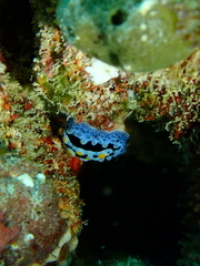 Phyllidia coelestis