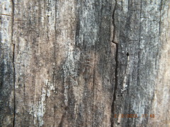 Allocapnia vivipara