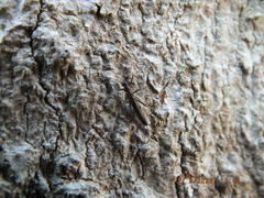 Allocapnia vivipara