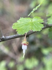 Ribes californicum