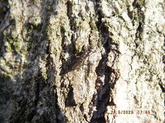 Allocapnia vivipara