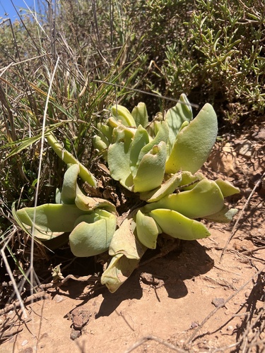 Mesembryanthemum linguiforme var. angustum Haw. 3