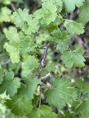 Ribes californicum