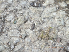 Allocapnia vivipara