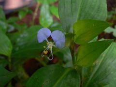 Commelina forskaolii