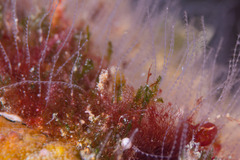 Antennella