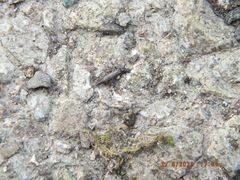 Allocapnia vivipara