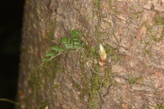 Davallia griffithiana