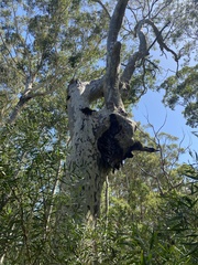 Eucalypteae