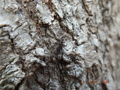 Allocapnia vivipara