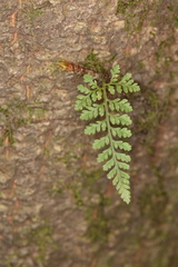 Davallia griffithiana