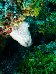 Calcarea