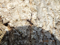 Allocapnia vivipara