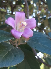 Lagunaria