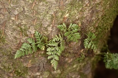 Davallia griffithiana