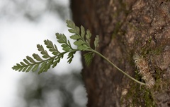 Davallia griffithiana