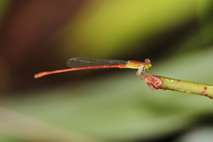 Ceriagrion aeruginosum