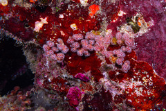 Pseudodistoma arborescens