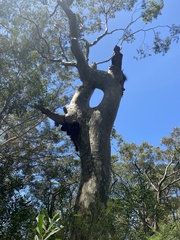Eucalypteae