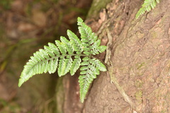 Davallia griffithiana