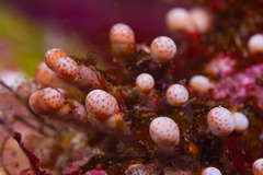 Pseudodistoma arborescens