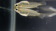 Oryzias javanicus